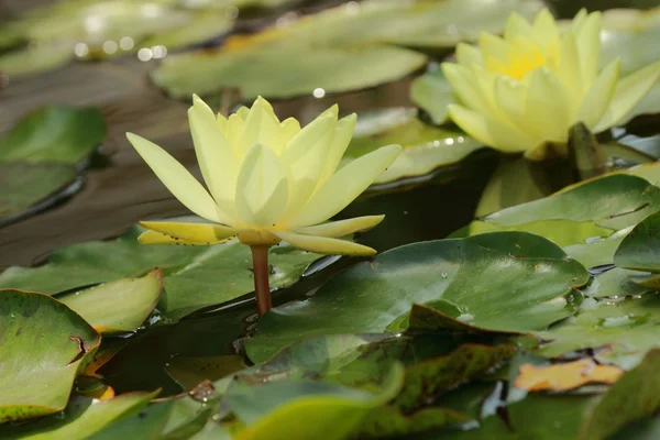 Water lilly — Stock Photo, Image