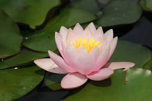 Fundo Floral Amarelo Rosa Lírio Sobre Lagoa Bonita Crimeia Russi — Fotografia de Stock