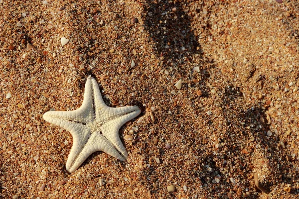 Estrella Mar Orilla Una Playa Arena Sobre Mar Negro Kerch — Foto de Stock