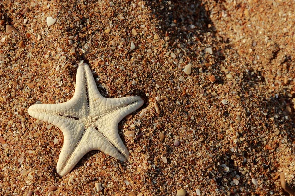 Estrella Mar Orilla Una Playa Arena Sobre Mar Negro Kerch — Foto de Stock