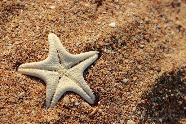 Starfish Shore Sandy Beach Black Sea Kerch East Crimea — Stock Photo, Image