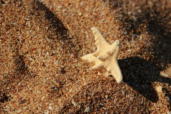 位于克里米亚东部喀尔奇的一个沙滩上的海星 — 图库照片