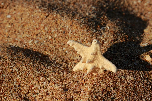 Estrella Mar Orilla Una Playa Arena Sobre Mar Negro Kerch —  Fotos de Stock