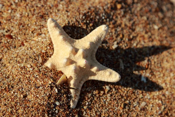 Estrella Mar Orilla Una Playa Arena Sobre Mar Negro Kerch —  Fotos de Stock