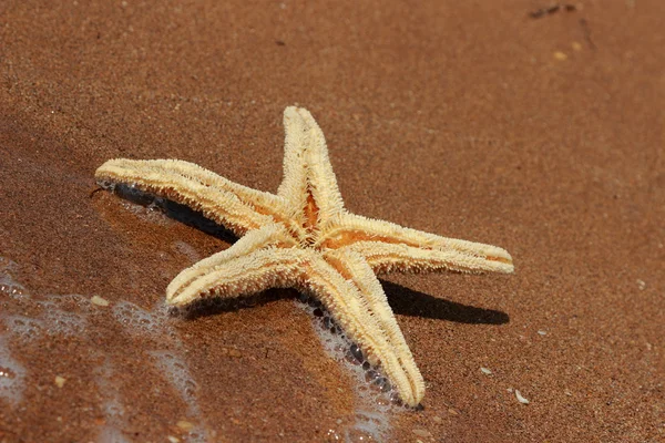 东克里米亚黑海海滩背景上的海星 — 图库照片