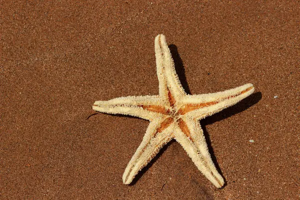 Starfish Beach Background Black Sea East Crimea — Stock Photo, Image