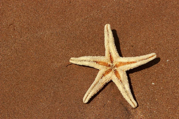 Stella Marina Sullo Sfondo Della Spiaggia Sul Mar Nero Crimea — Foto Stock