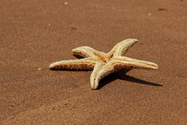 Estrella Mar Fondo Playa Sobre Mar Negro Crimea Oriental — Foto de Stock