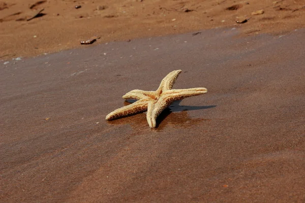 东克里米亚黑海海滩背景上的海星 — 图库照片