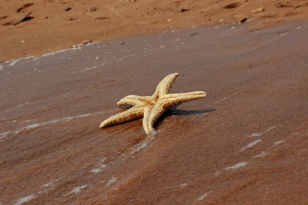 东克里米亚黑海海滩背景上的海星 — 图库照片