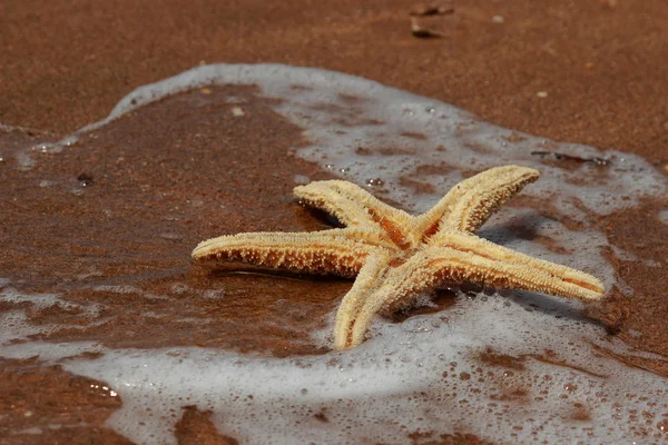 Stella Marina Sullo Sfondo Della Spiaggia Sul Mar Nero Crimea — Foto Stock