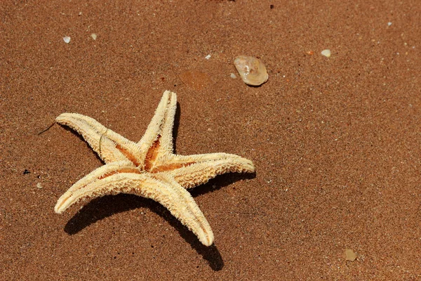 Seestern Strand Über Dem Schwarzen Meer Ost Krim — Stockfoto