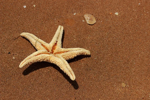 Stella Marina Sullo Sfondo Della Spiaggia Sul Mar Nero Crimea — Foto Stock