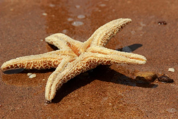 Starfish Beach Background Black Sea East Crimea — Stock Photo, Image