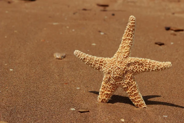 Estrella Mar Fondo Playa Sobre Mar Negro Crimea Oriental — Foto de Stock