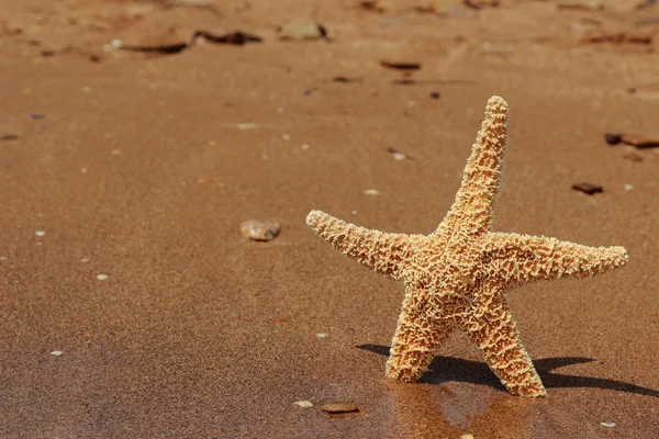 Deniz yıldızı kum arka plan üzerinde