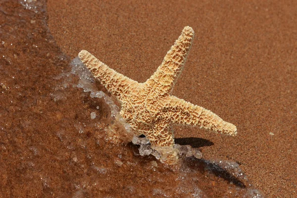 Seestern Strand Über Dem Schwarzen Meer Ost Krim — Stockfoto