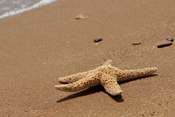 东克里米亚黑海海滩背景上的海星 — 图库照片