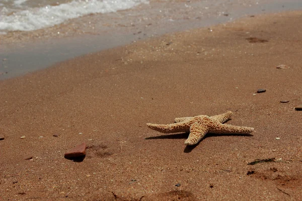 Hvězdice Pozadí Pláže Nad Černým Mořem Východní Krym — Stock fotografie