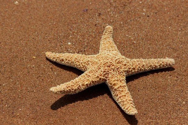 Karadeniz, Doğu Kırım 'ın arka planında denizyıldızı