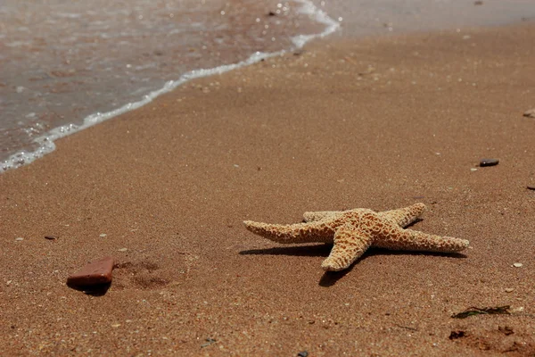 Estrella Mar Fondo Playa Sobre Mar Negro Crimea Oriental — Foto de Stock