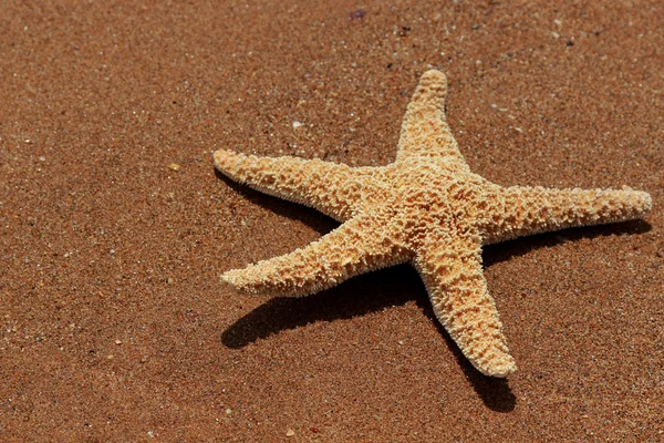 Starfish Fundo Praia Sobre Mar Negro Crimeia Oriental — Fotografia de Stock