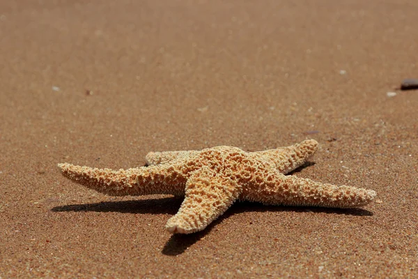 Estrella Mar Fondo Playa Sobre Mar Negro Crimea Oriental — Foto de Stock