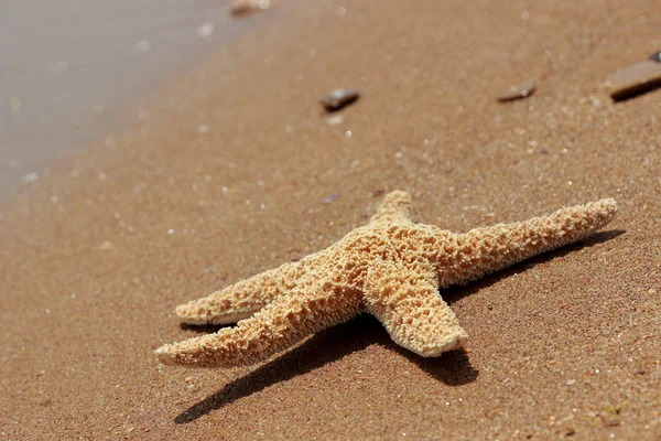 Estrella Mar Fondo Playa Sobre Mar Negro Crimea Oriental — Foto de Stock