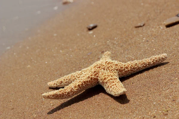 东克里米亚黑海海滩背景上的海星 — 图库照片