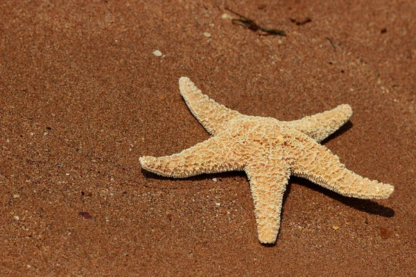 Hvězdice Pozadí Pláže Nad Černým Mořem Východní Krym — Stock fotografie