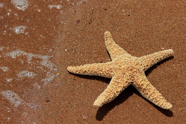 Starfish Beach Background Black Sea East Crimea — Stock Photo, Image