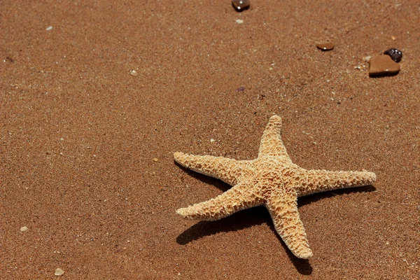 东克里米亚黑海海滩背景上的海星 — 图库照片