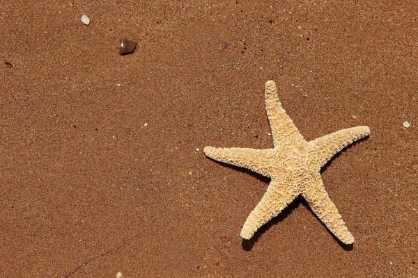 Estrella Mar Fondo Playa Sobre Mar Negro Crimea Oriental — Foto de Stock