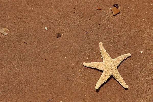 东克里米亚黑海海滩背景上的海星 — 图库照片