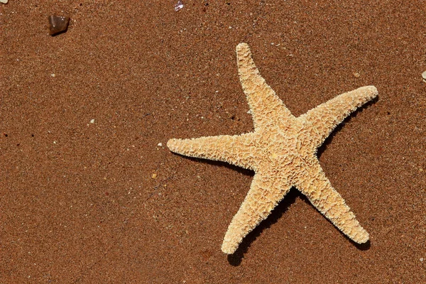 Морские Звезды Фоне Черного Моря Восточный Крым — стоковое фото