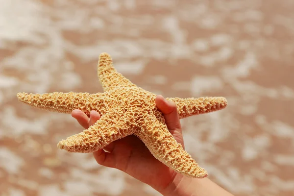 Star fish in hands — Stock Photo, Image