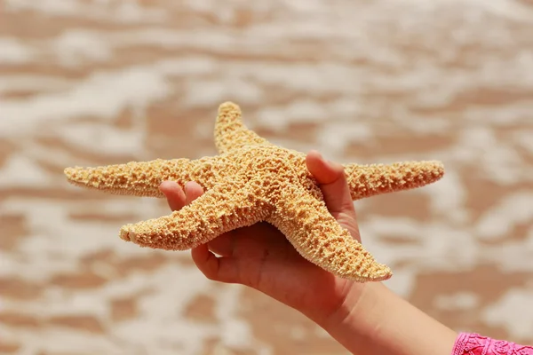 Estrella de mar — Foto de Stock