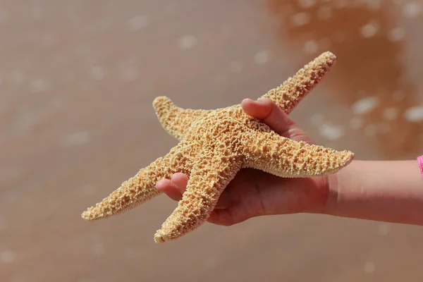 Star fish — Stock Photo, Image