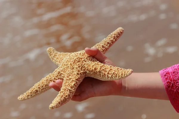 Huge star fish in kids hand — Stock Photo, Image