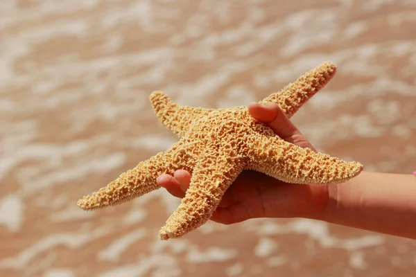 Star fish in hands — Stock Photo, Image