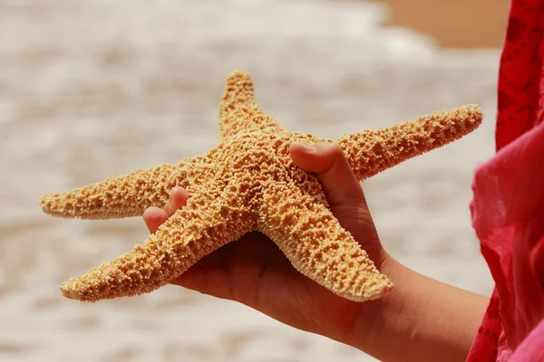 Star fish — Fotografie, imagine de stoc