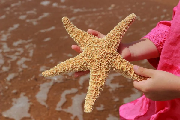 Star fish — Stock Photo, Image