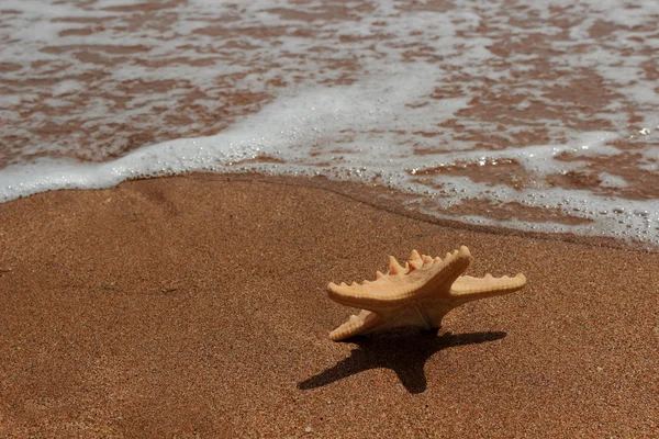 Imagen Exterior Deprimer Plano Estrellas Mar Sobre Fondo Arena Sobre — Foto de Stock