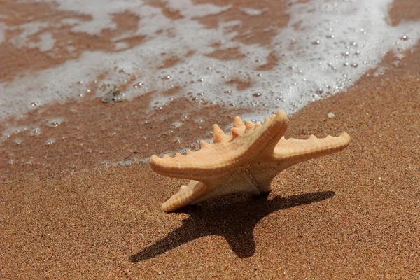 Imagen Exterior Deprimer Plano Estrellas Mar Sobre Fondo Arena Sobre — Foto de Stock