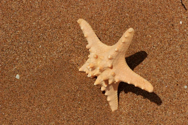 Außenbild Vonnahaufnahme Von Seesternen Auf Sandhintergrund Über Dem Schwarzen Meer — Stockfoto