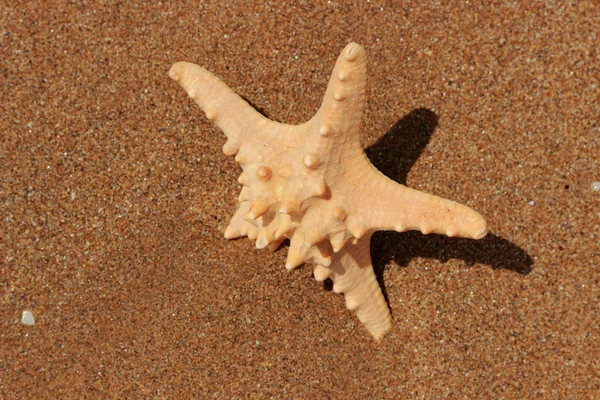 Outdoor Image Ofclose Starfish Sand Background Black Sea East Crimea — Stock Photo, Image