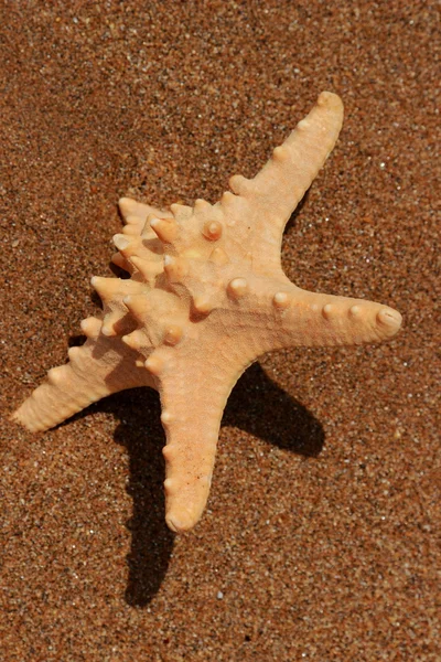Outdoor Image Ofclose Starfish Sand Background Black Sea East Crimea — Stock Photo, Image