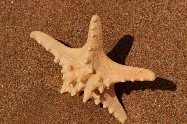 Outdoor Image Ofclose Starfish Sand Background Black Sea East Crimea — Stock Photo, Image