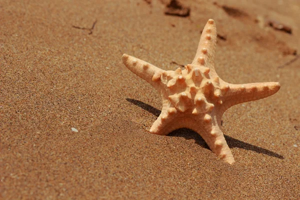 Imagen Exterior Deprimer Plano Estrellas Mar Sobre Fondo Arena Sobre — Foto de Stock