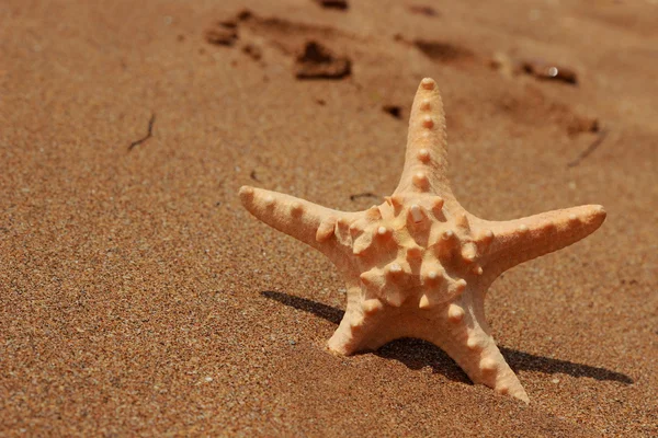 Karadeniz, Doğu Kırım üzerinde kumlu arka planda deniz yıldızının yakın plan görüntüsü